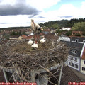 11_50-nest.jpg