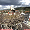 11_55-nest.jpg