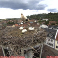 12_00-nest.jpg