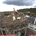 12_05-nest.jpg