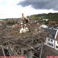 12_10-nest.jpg