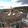 12_15-nest.jpg