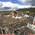 12_20-nest.jpg