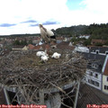 12_30-nest.jpg