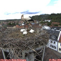 12_35-nest.jpg