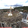 12_40-nest.jpg