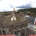 12_45-nest.jpg