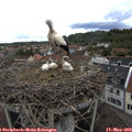 12_50-nest.jpg
