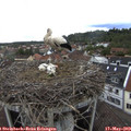 12_55-nest.jpg