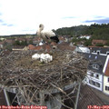 13_00-nest.jpg