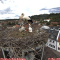 13_05-nest.jpg