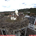 13_10-nest.jpg