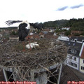 13_15-nest.jpg