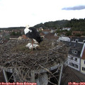 13_20-nest.jpg