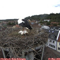 13_25-nest.jpg