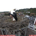 13_30-nest.jpg