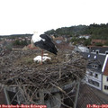 13_35-nest.jpg
