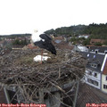 13_40-nest.jpg