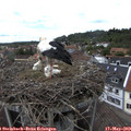 13_45-nest.jpg