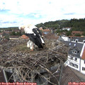 13_50-nest.jpg