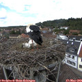 13_55-nest.jpg