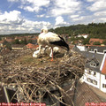 14_00-nest.jpg