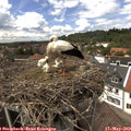 14_05-nest.jpg