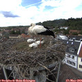 14_10-nest.jpg