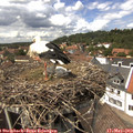 14_15-nest.jpg