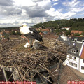 14_20-nest.jpg