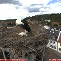 14_25-nest.jpg