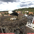 14_30-nest.jpg