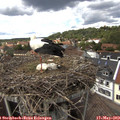 14_35-nest.jpg
