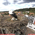 14_45-nest.jpg