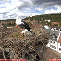 14_50-nest.jpg
