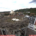 14_55-nest.jpg