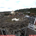 15_00-nest.jpg