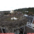 15_05-nest.jpg