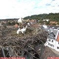 15_15-nest.jpg
