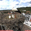 15_20-nest.jpg