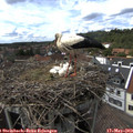 15_25-nest.jpg