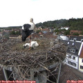 15_30-nest.jpg
