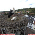 15_35-nest.jpg