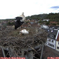 15_40-nest.jpg