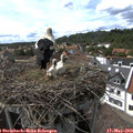 15_45-nest.jpg