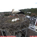 15_50-nest.jpg