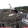 15_55-nest.jpg