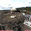 16_00-nest.jpg