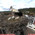 16_05-nest.jpg