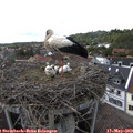 16_10-nest.jpg